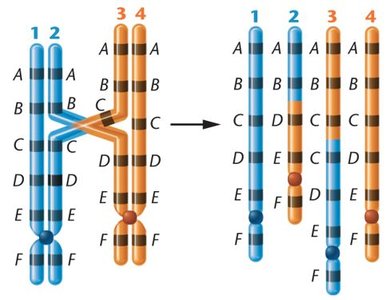 Origin of duplicated and deficient chromosome regions