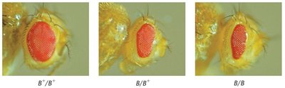 Bar-eye phenotypes in Drosophila