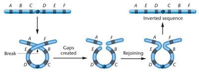Origin of a paracentric inversion