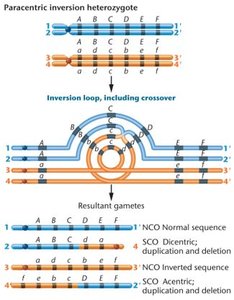 Effects of single crossover within inversion loop