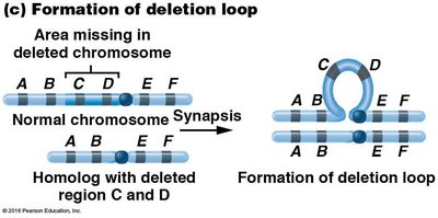 Formation of deletion loop