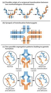 Origin and synapsis of reciprocal translocation