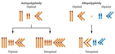 Autopolyploidy vs. allopolyploidy karyotype origins