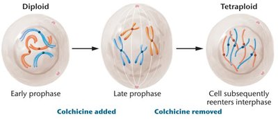 Colchicine-induced chromosome doubling