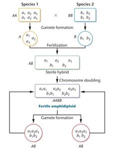 Origin and propagation of an amphidiploid