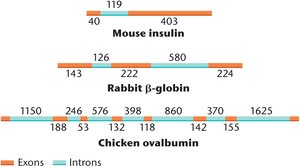 Diagram showing intron and exon sizes in various genes