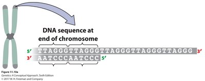 Human telomeric sequence at chromosome end