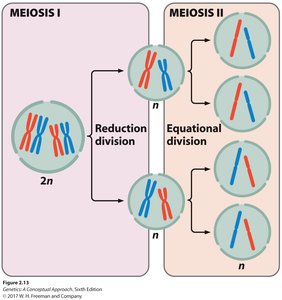 Meiosis I and II overview