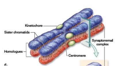 Stages in Meiosis I