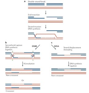 Resolution of Holliday junctions