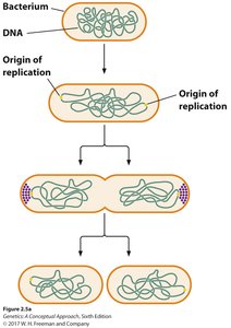 Binary fission in a bacterium