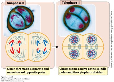 Meiosis II stages
