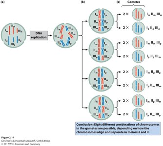 Independent assortment and chromosome combinations
