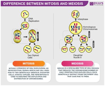 Difference between mitosis and meiosis