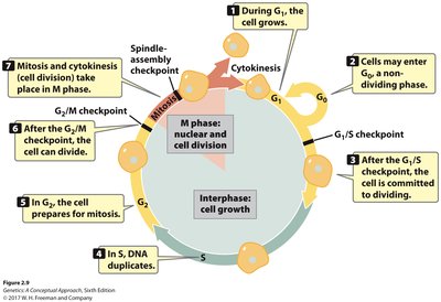 Cell cycle stages and checkpoints