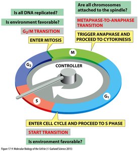Cell cycle checkpoints