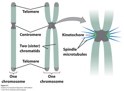 Chromosome structure with centromere, telomere, and kinetochore