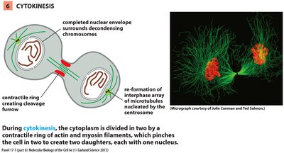 Cytokinesis: contractile ring and cleavage furrow