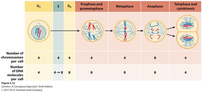Chromosome and DNA content during mitosis