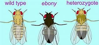Drosophila wild type, ebony, and heterozygote phenotypes