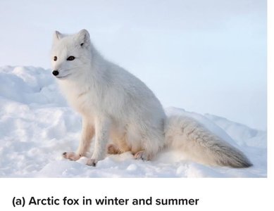 Arctic fox in winter