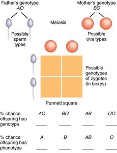 Punnett square for ABO blood group inheritance