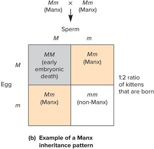 Manx cat inheritance pattern