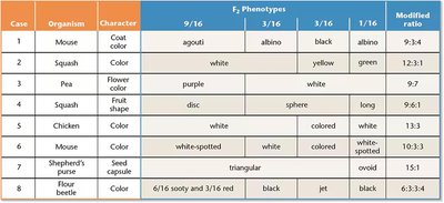 Modified dihybrid ratios table