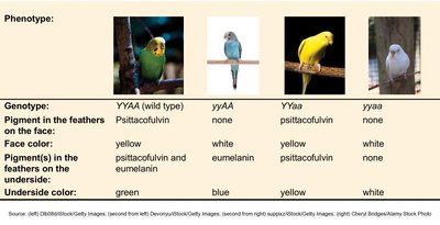 Budgerigar feather color genotypes and phenotypes