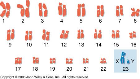 Human karyotype with X and Y chromosomes