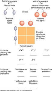 Punnett square for X-linked inheritance