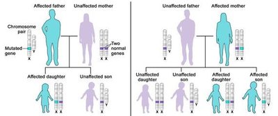 X-linked dominant inheritance diagram