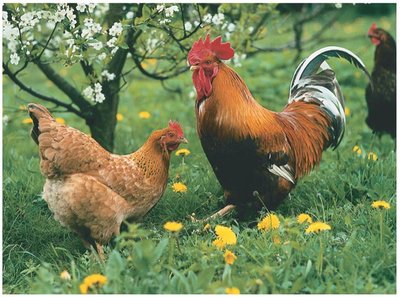 Hen and cock feathering in chickens