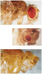 Eyeless mutation expressivity in Drosophila