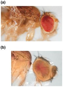 Position effect in Drosophila eye color