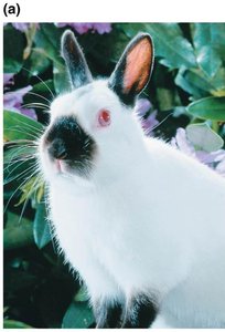 Himalayan rabbit with temperature-sensitive fur coloration