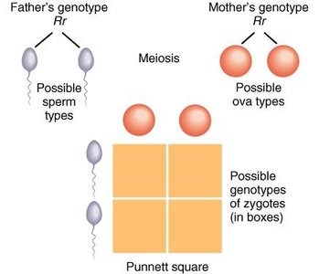 Punnett square for heterozygous parents