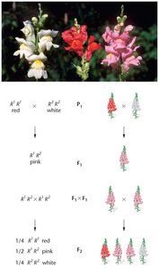 Incomplete dominance in snapdragons