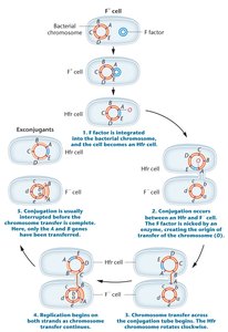 Hfr conjugation and chromosomal gene transfer