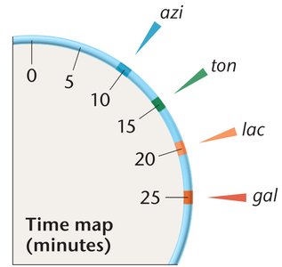 Time map of gene transfer during conjugation