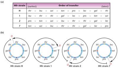 Order of gene transfer from different Hfr strains