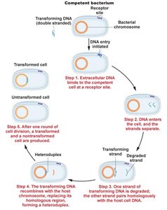 Mechanism of bacterial transformation