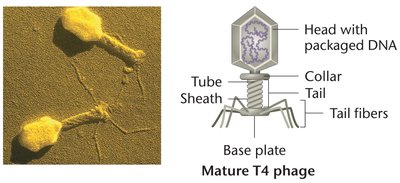 Structure of T4 bacteriophage