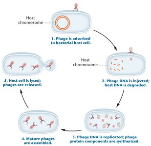 Lytic cycle of bacteriophage T4