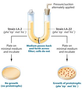 Lederberg-Zinder experiment for transduction