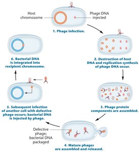 Mapping by cotransduction