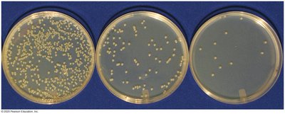 Bacterial colonies on agar plates
