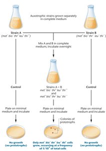 Experiment indicating recombination occurs in bacteria