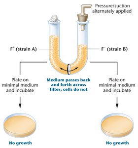 Davis U-tube experiment