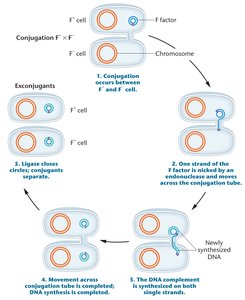 Conjugation F+ x F- mating mechanism